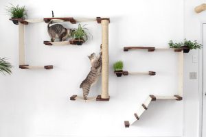 Cum sa-i imbogatesti viata pisicii cu un ansamblu de joaca pentru pisici?